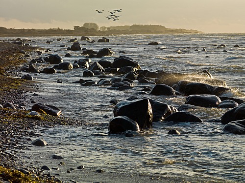Albrunna Öland
Flying swans along the coast.
Recreation / tourism
Staffan Arvegård